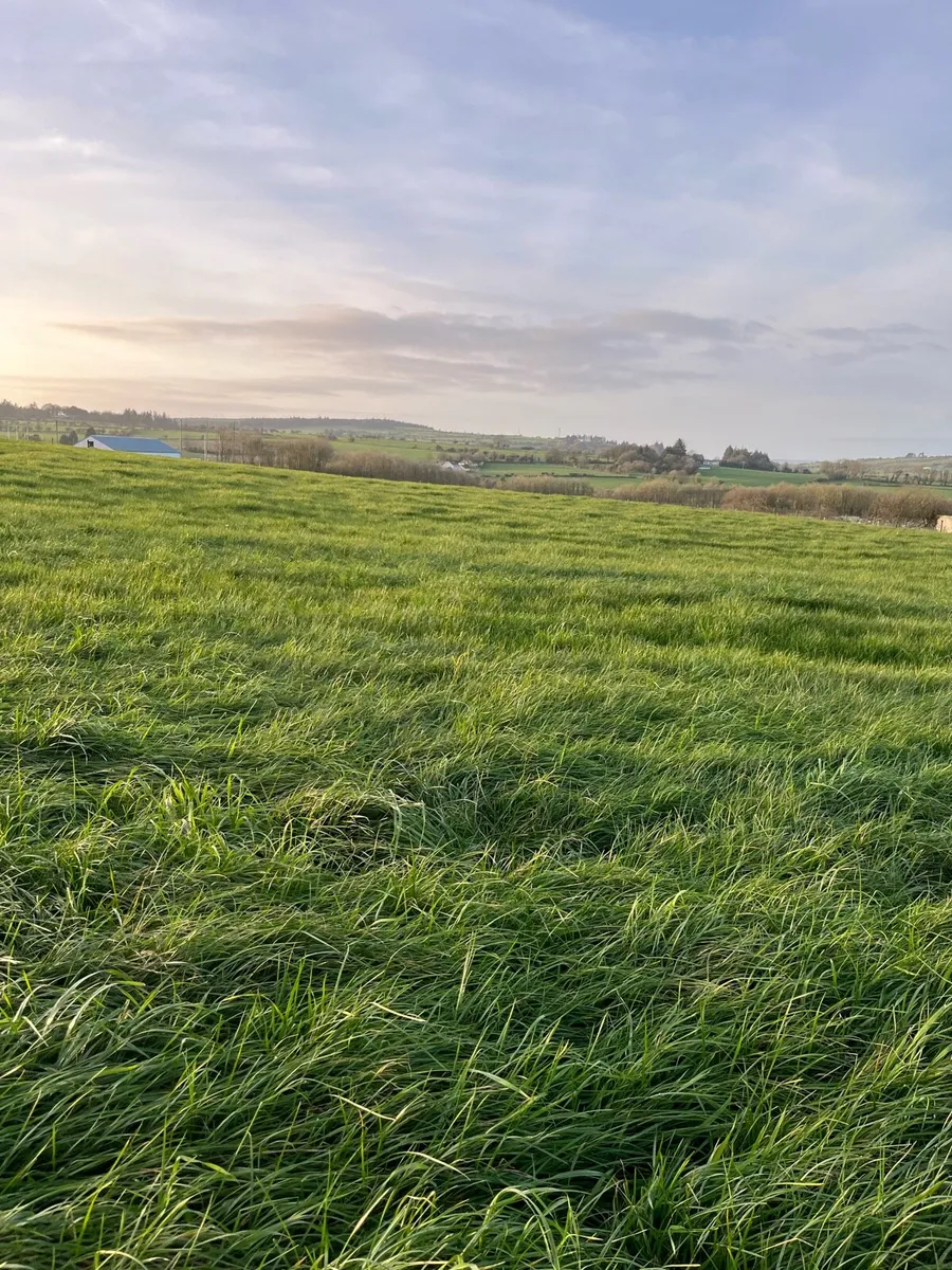 Growing silage