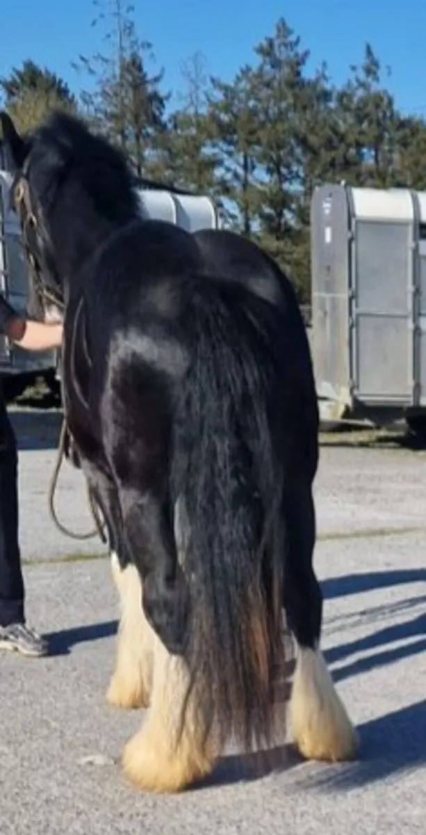 Horse - Image 3