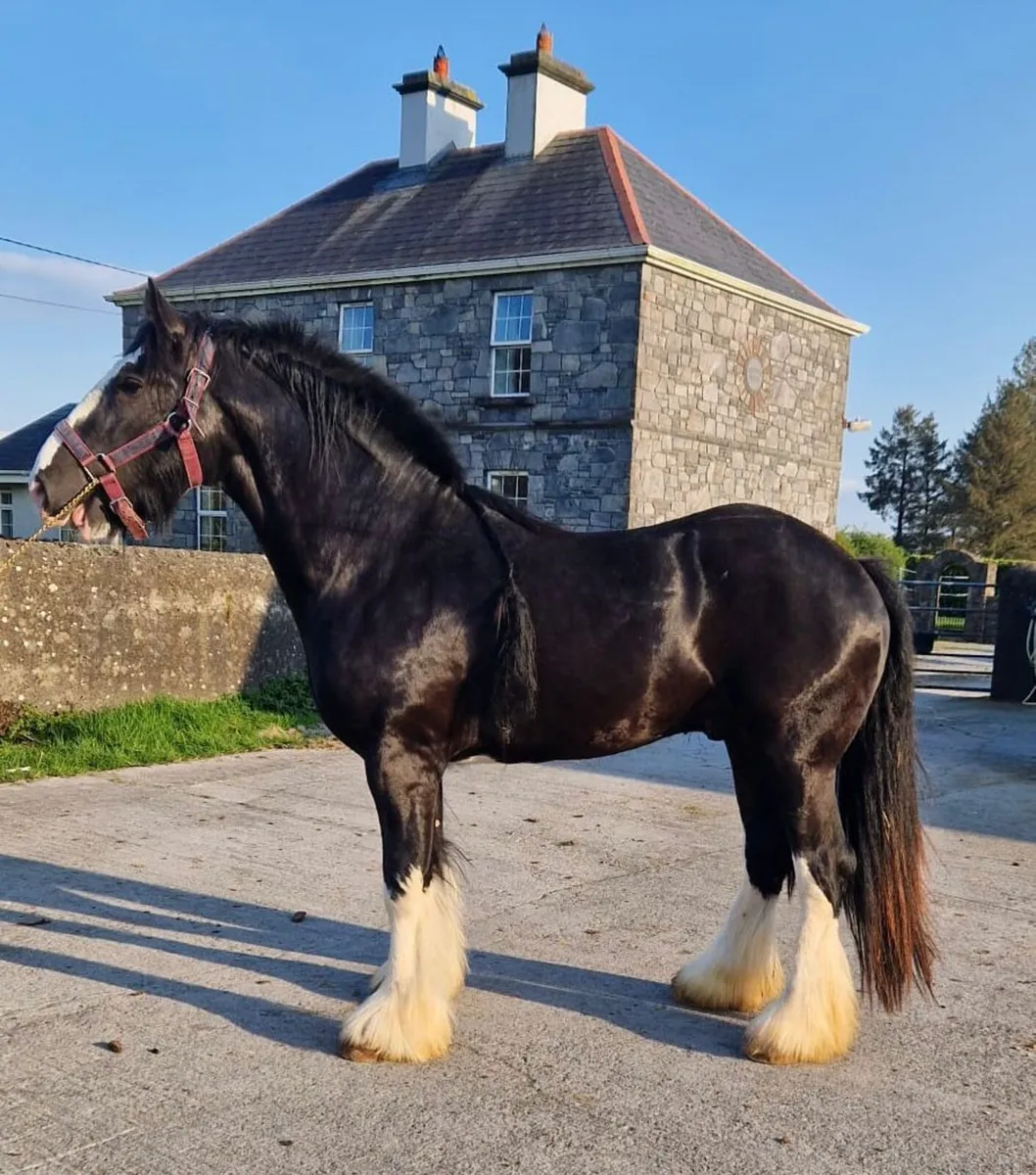 Horse - Image 4