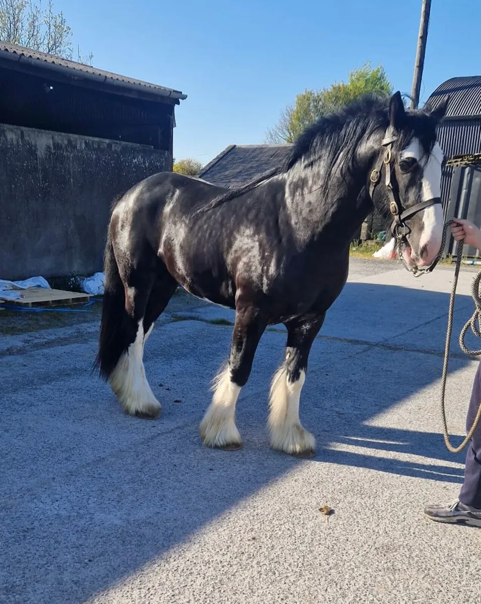 Horse - Image 1
