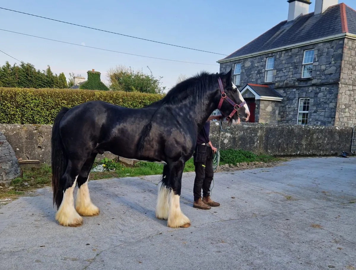 Horse - Image 2