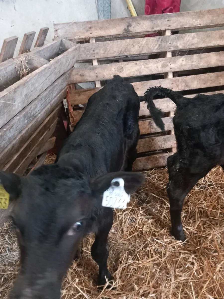 2 Angus Bull calfs - Image 2