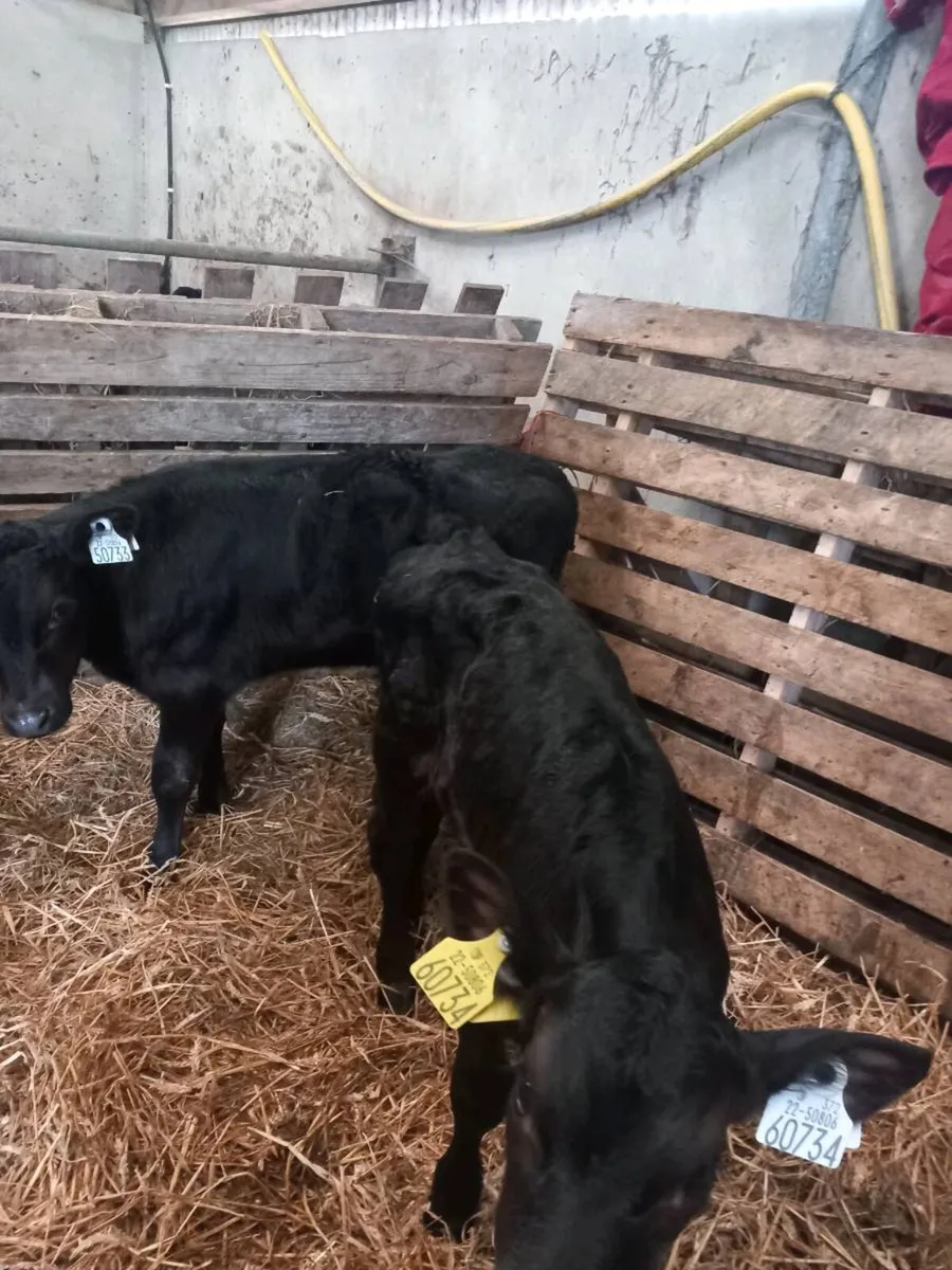2 Angus Bull calfs - Image 3