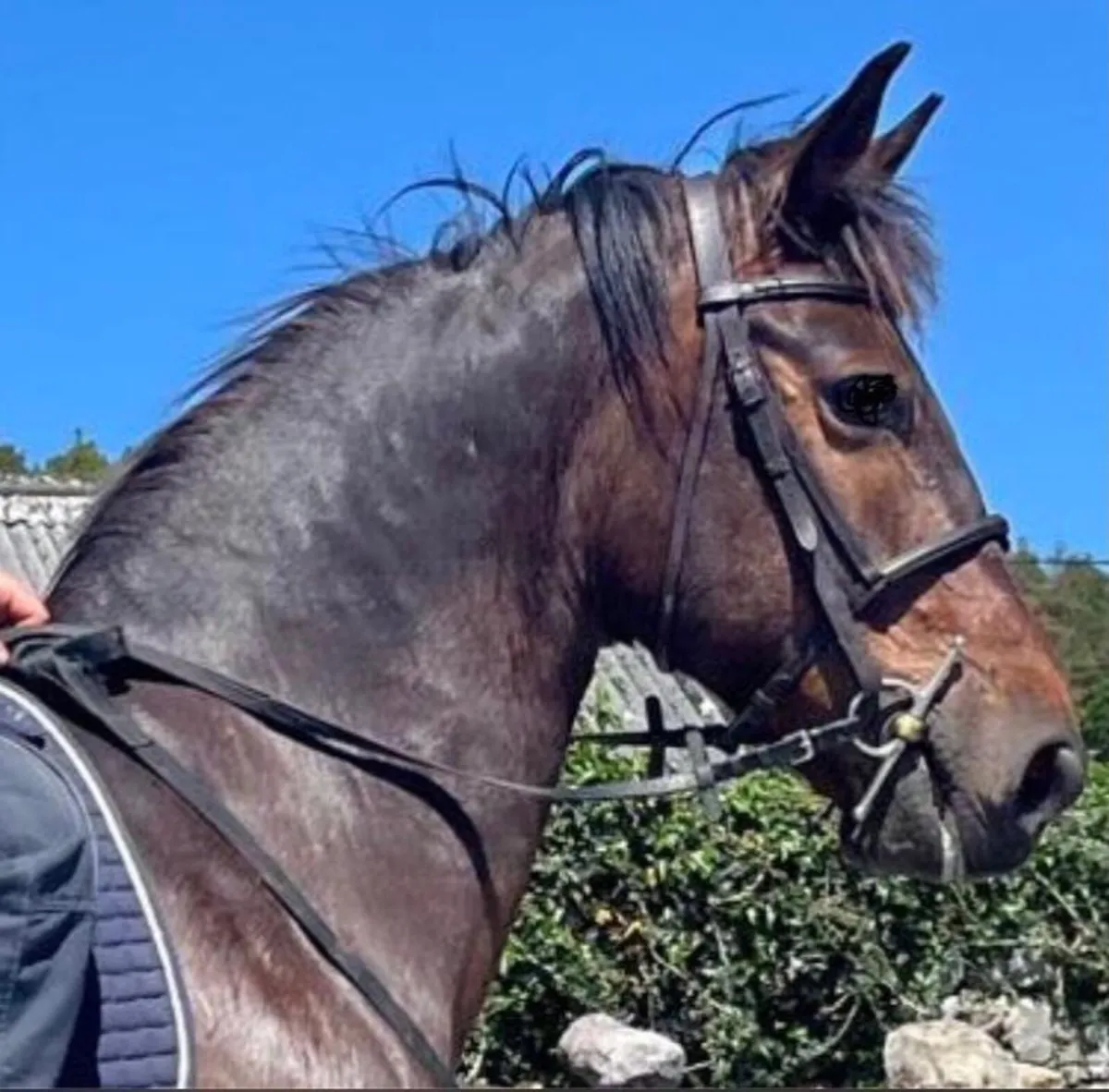Full Reg. ISH Gelding by Offaly Clover - Image 1