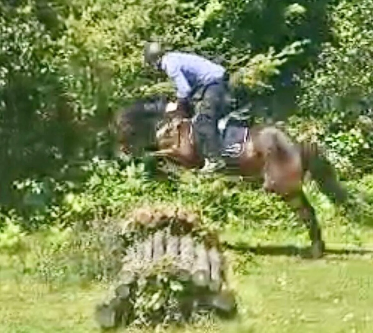 Full Reg. ISH Gelding by Offaly Clover - Image 3