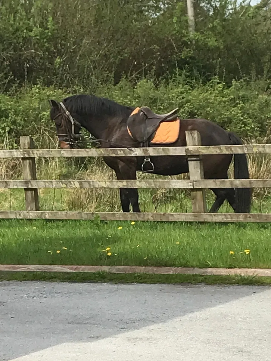 Full Reg. ISH Gelding by Offaly Clover - Image 4