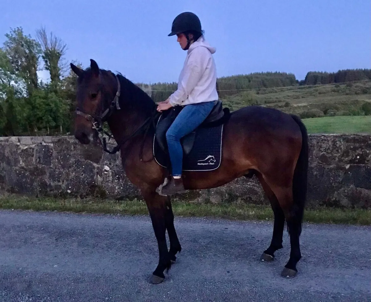 Full Reg. ISH Gelding by Offaly Clover - Image 2
