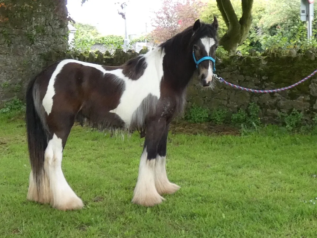 Top class Kerry man colt for sale - Image 1