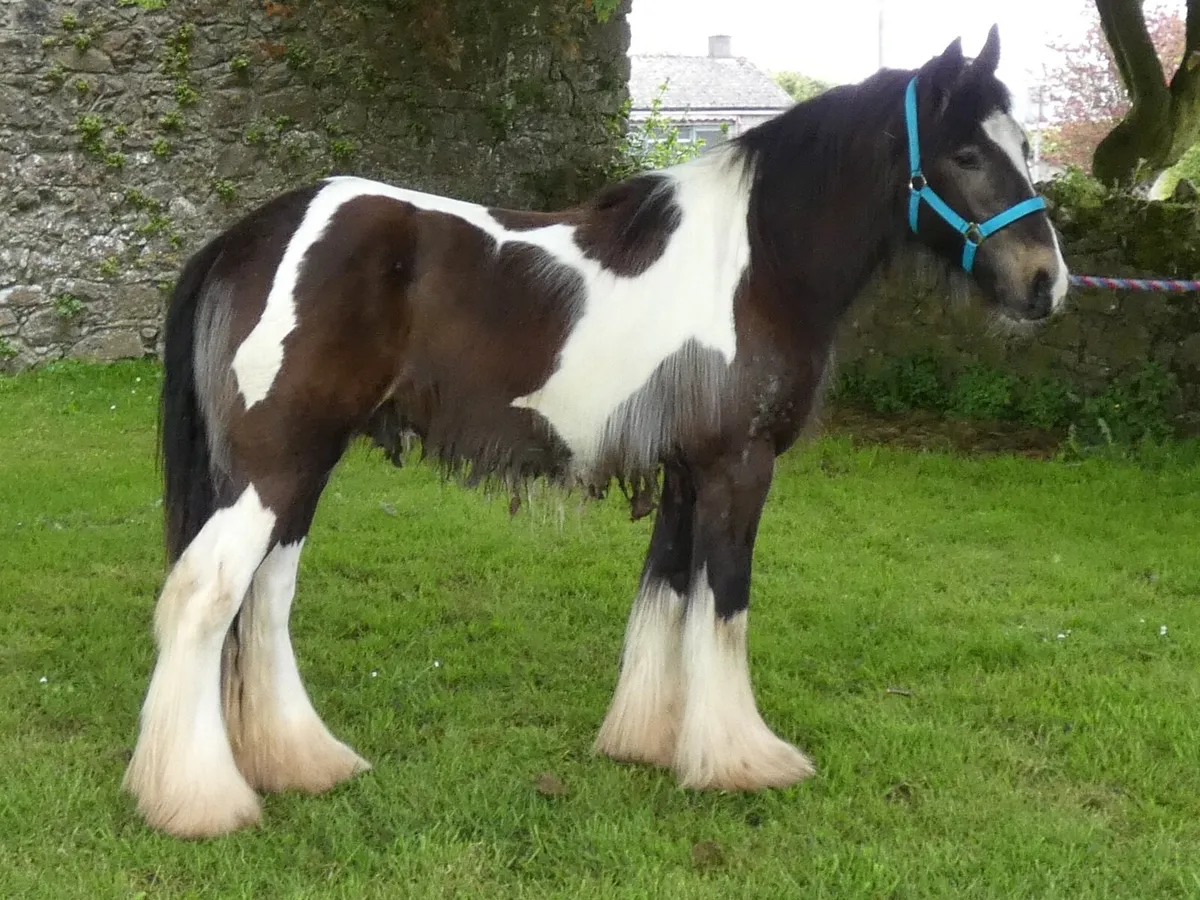 Top class Kerry man colt for sale - Image 3
