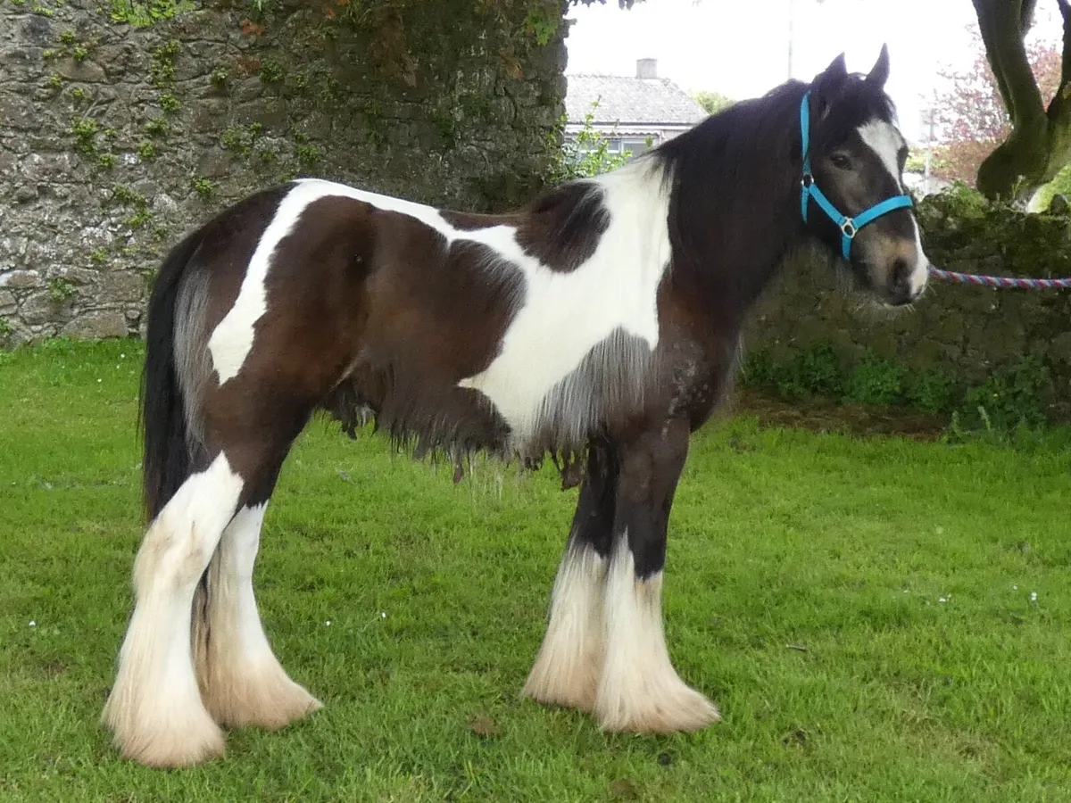 Top class Kerry man colt for sale - Image 4