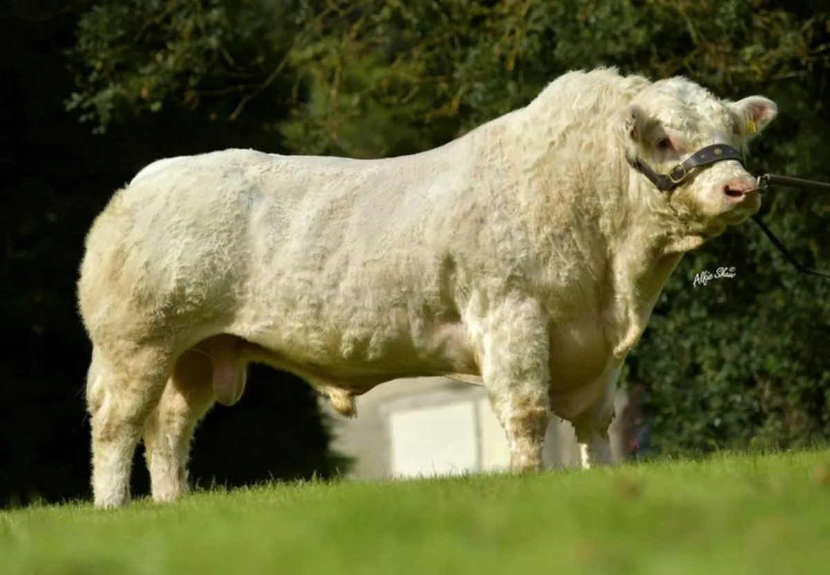 Pedigree Charolais Bulls