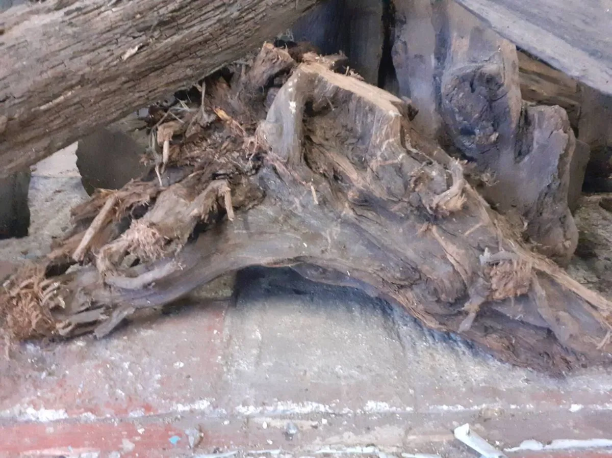 Bog Oak / Bog Pine - Image 4