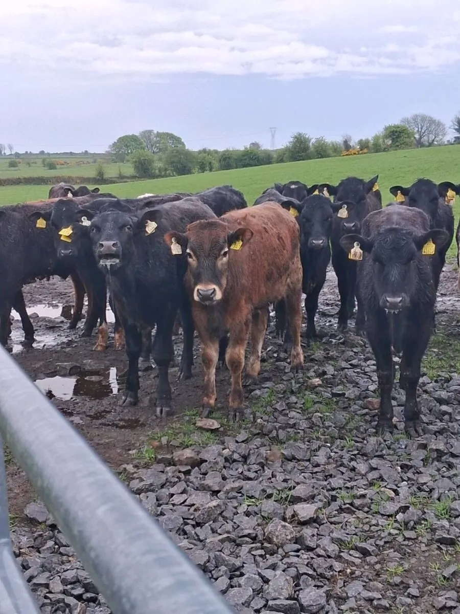 18 quality bullocks spring 2025 born. - Image 1