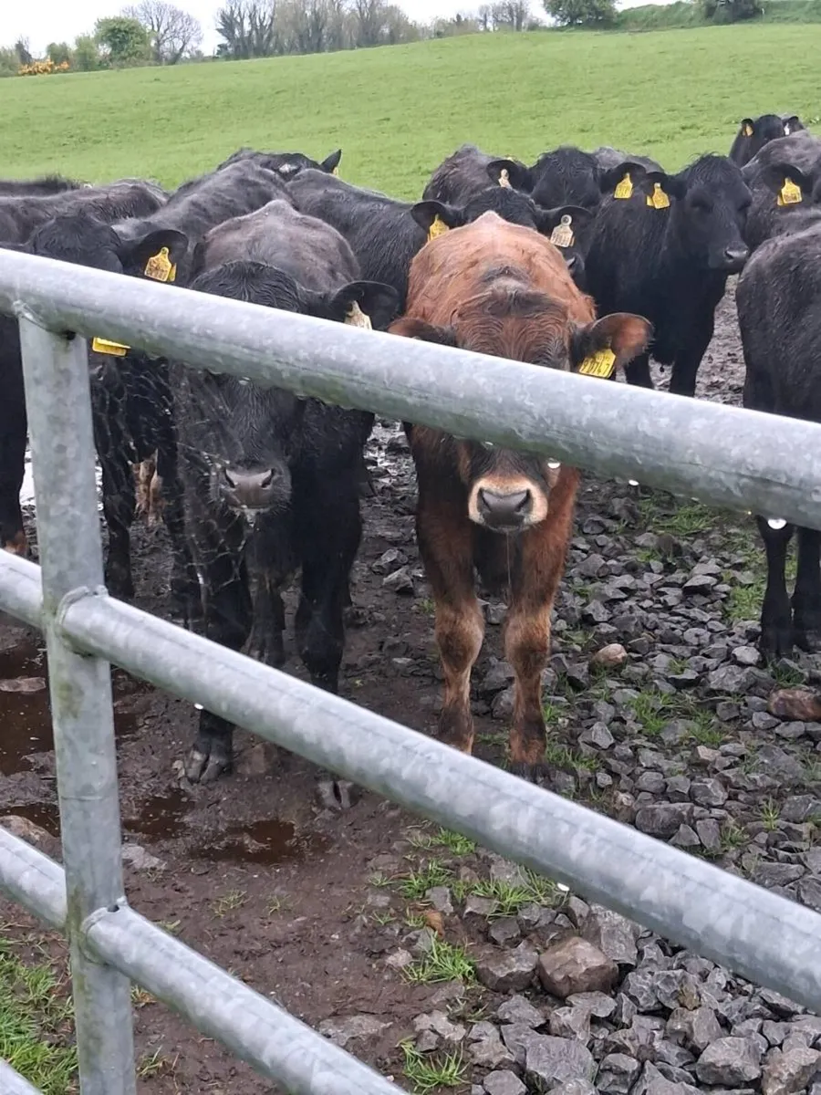 18 quality bullocks spring 2025 born. - Image 2