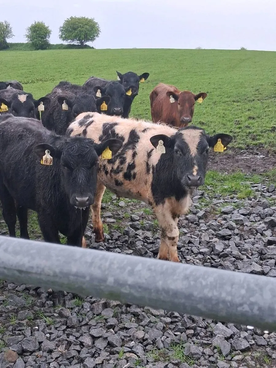18 quality bullocks spring 2025 born. - Image 4