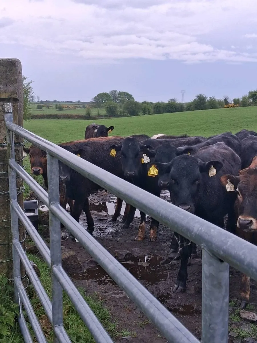 18 quality bullocks spring 2025 born. - Image 3