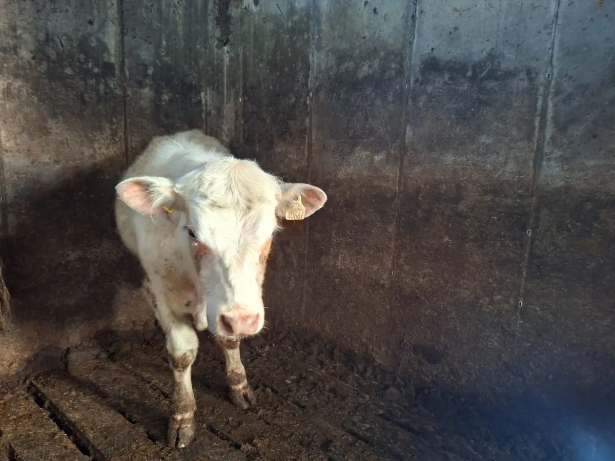 3 PBR shorthorn bulls - Image 2
