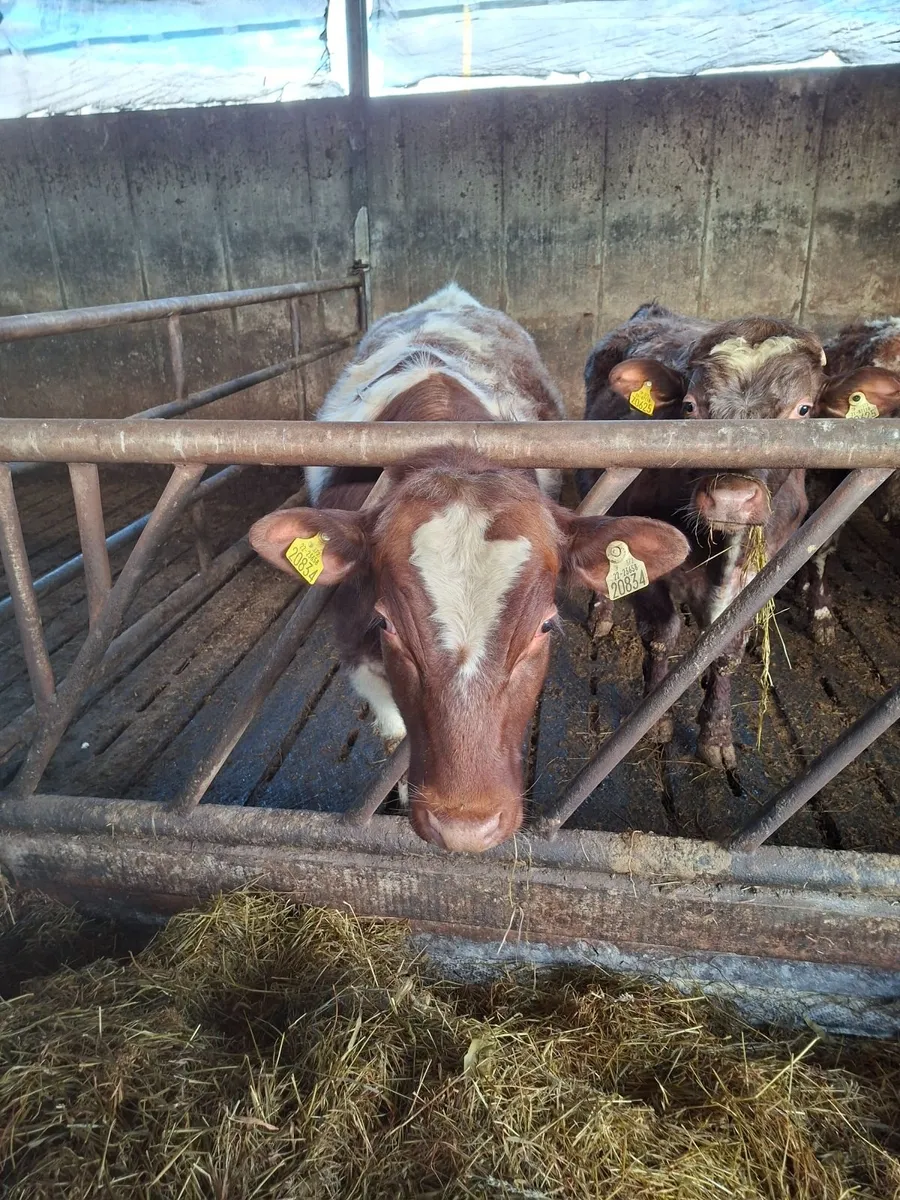 3 PBR shorthorn bulls - Image 3