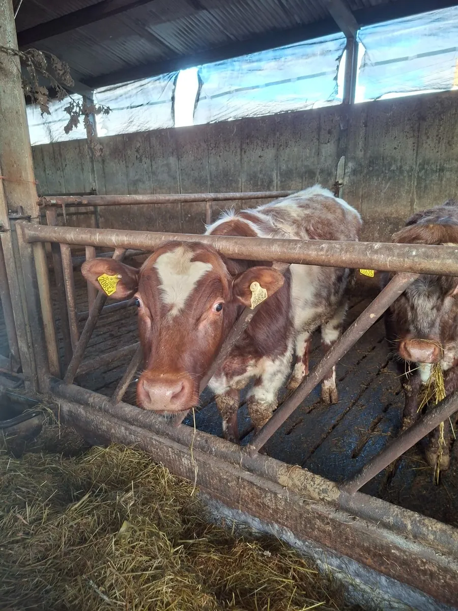 3 PBR shorthorn bulls - Image 1
