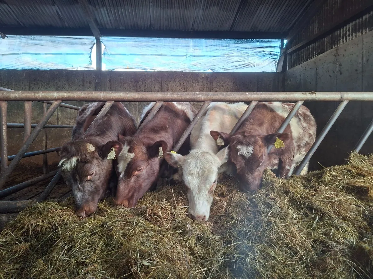 3 PBR shorthorn bulls - Image 4