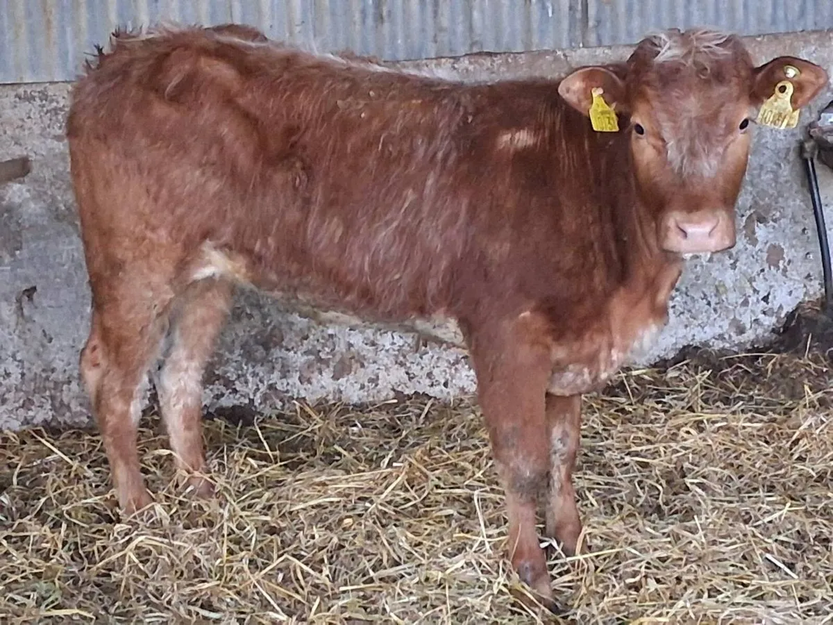 Roan Limousin Weanling Heifer - Image 2