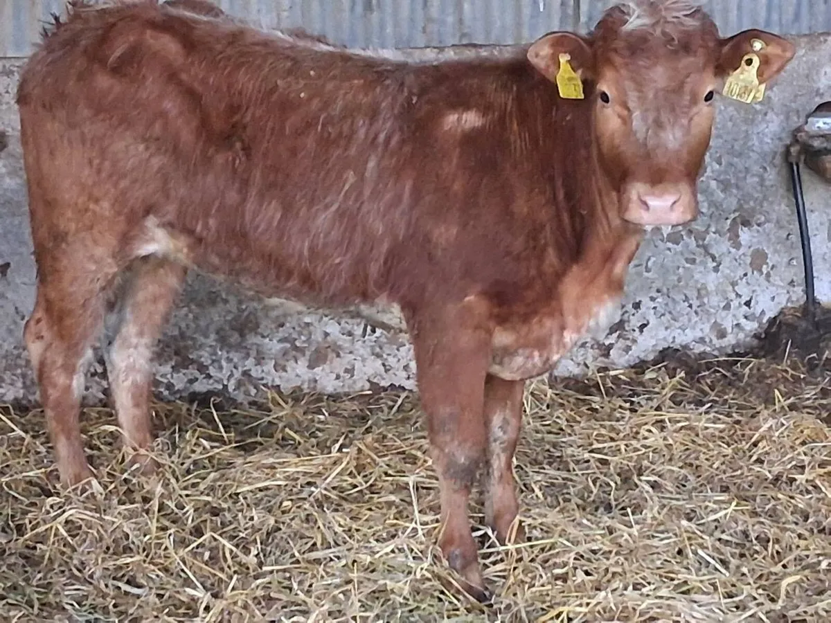 Roan Limousin Weanling Heifer - Image 3