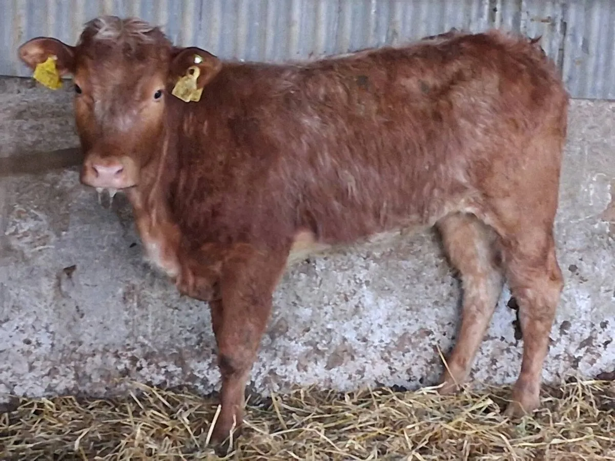 Roan Limousin Weanling Heifer - Image 4