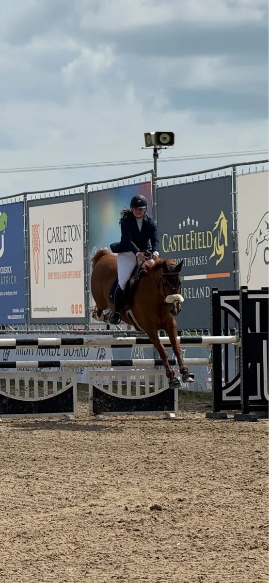 9yo 16hh - 1.20m showjumper - Image 4