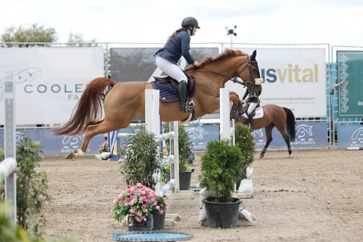 9yo 16hh - 1.20m showjumper - Image 1