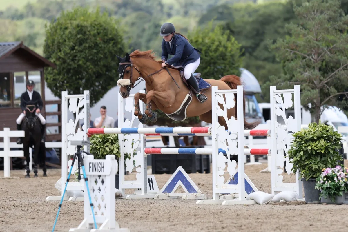 9yo 16hh - 1.20m showjumper - Image 2