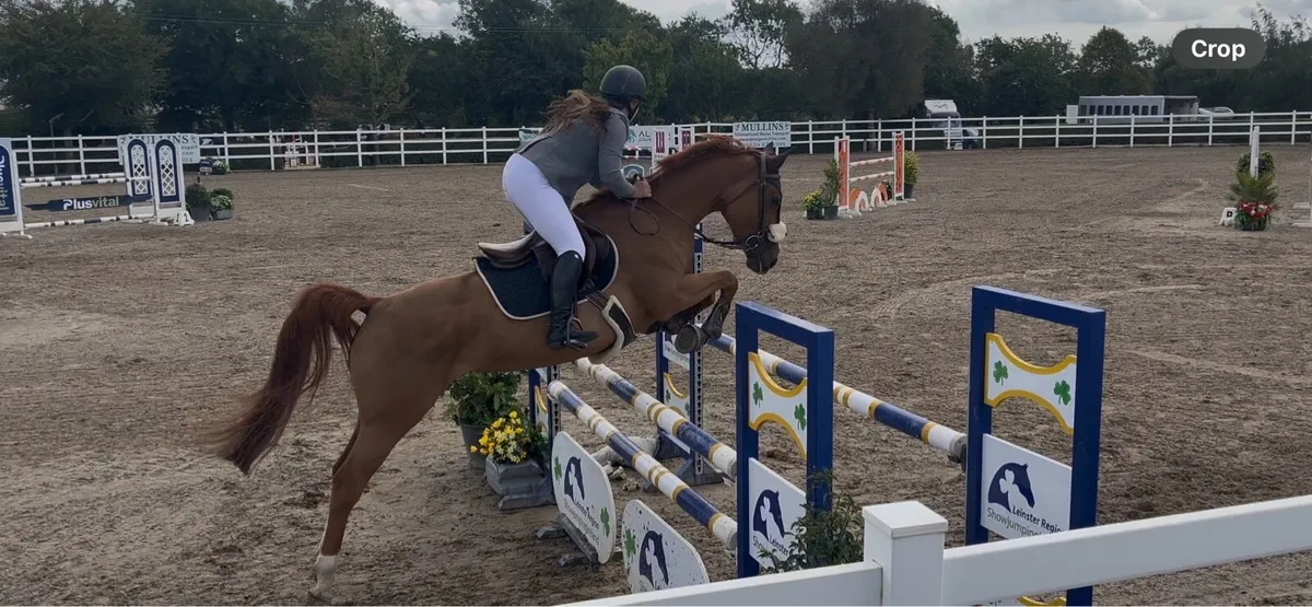 9yo 16hh - 1.20m showjumper - Image 3