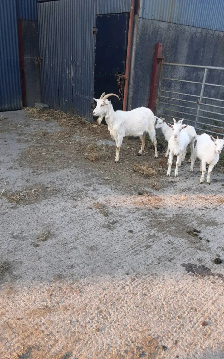 Female goat - Image 1