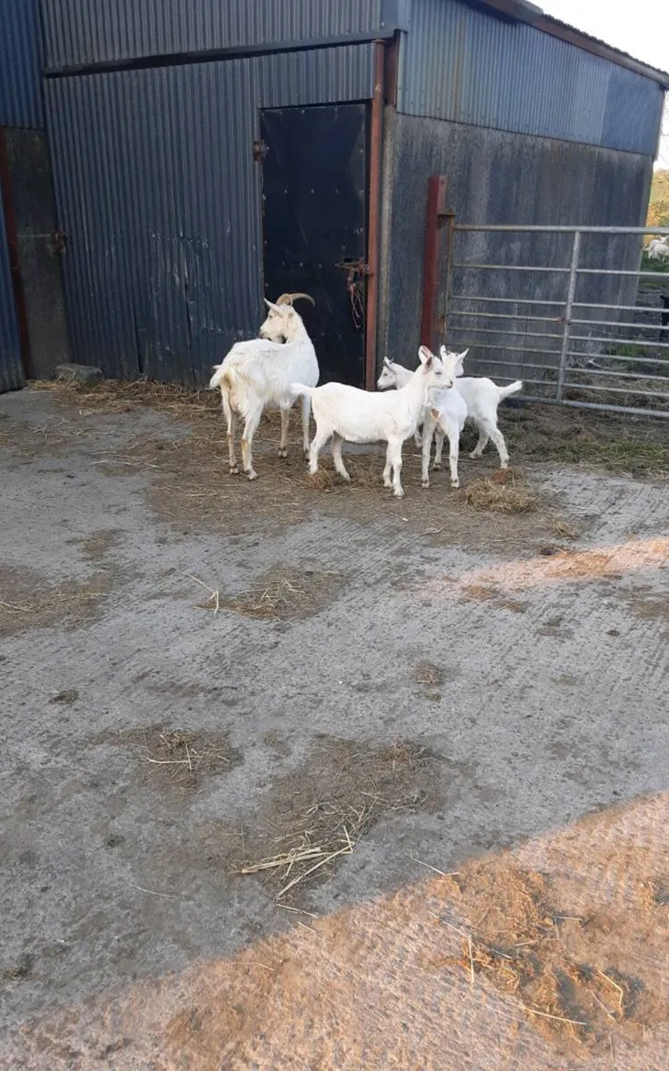 Female goat - Image 4