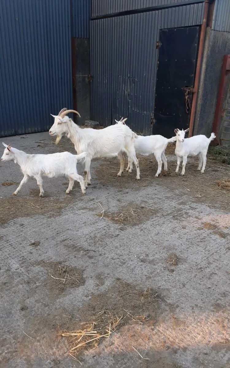 Female goat - Image 2
