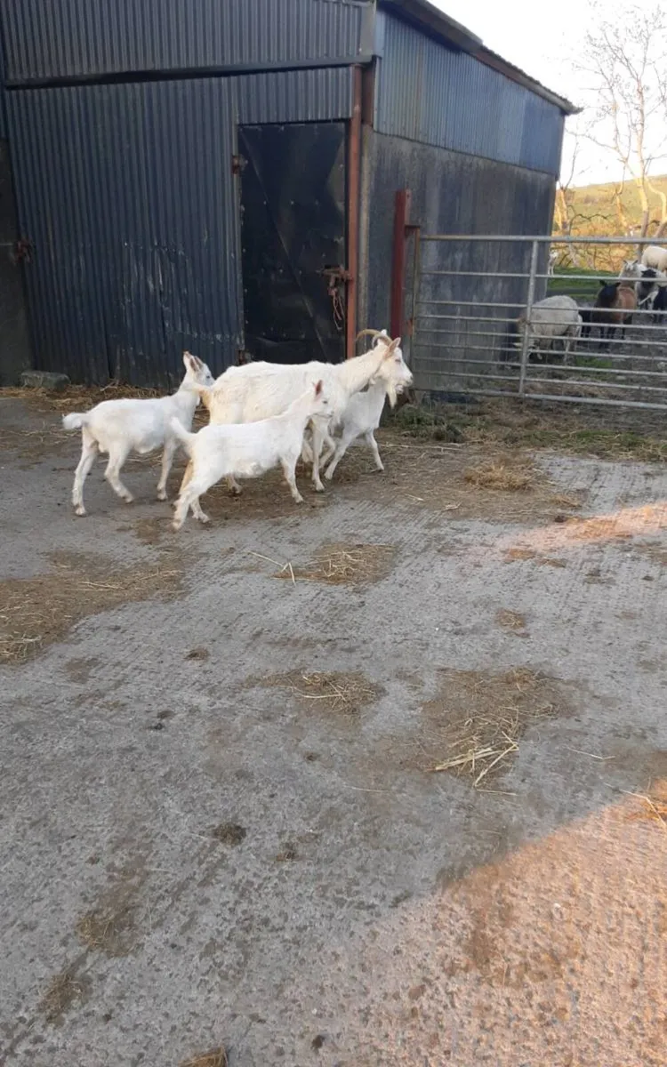 Female goat - Image 3
