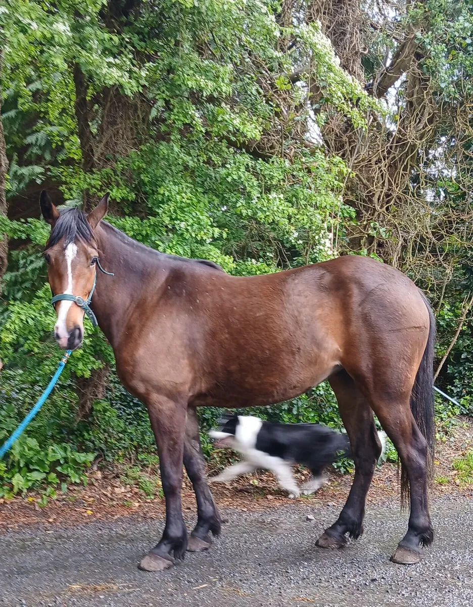 Half bred mare - Image 1