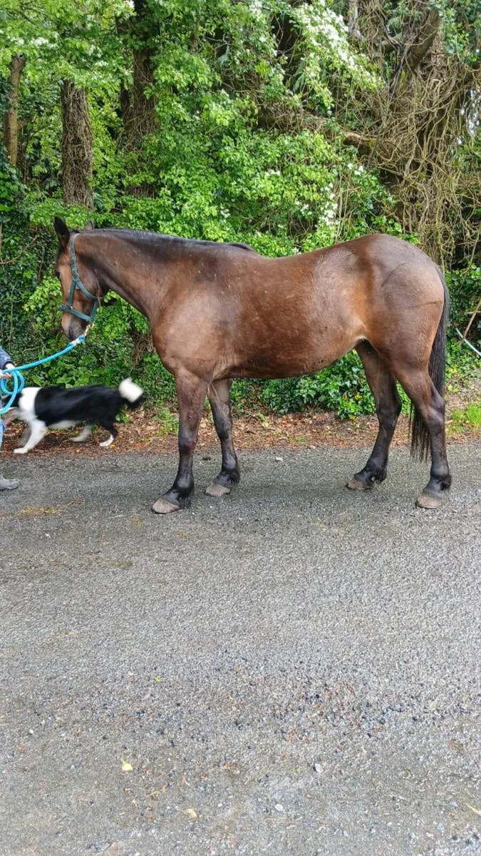 Half bred mare - Image 2
