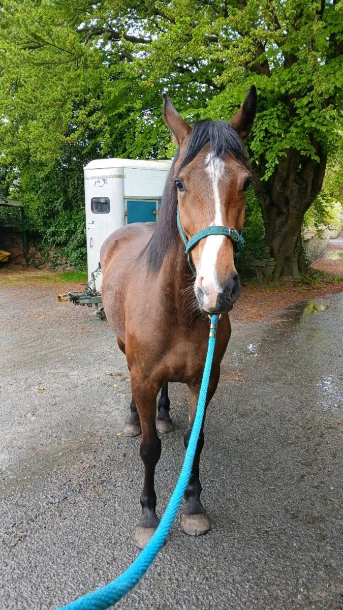 Half bred mare - Image 3