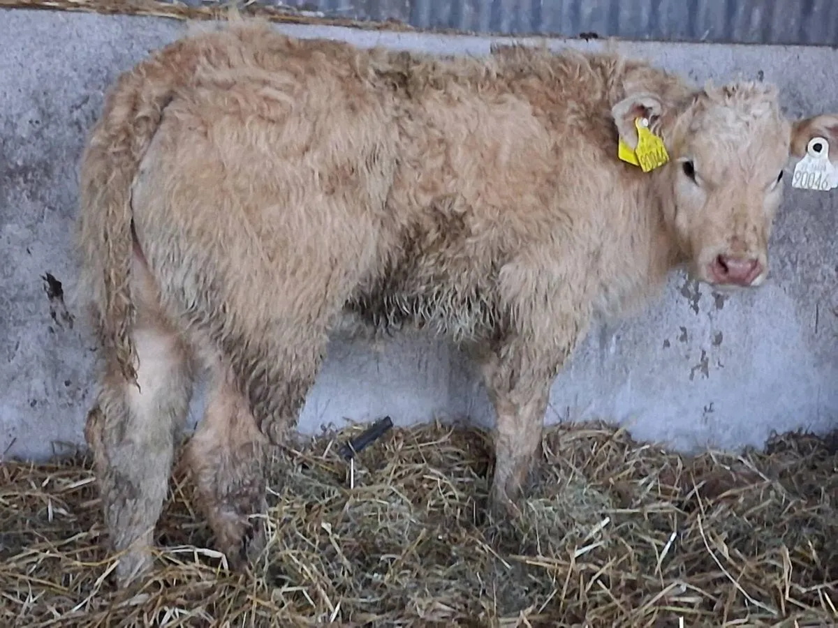 Show Quality Charolais Heifer Calf - Image 2