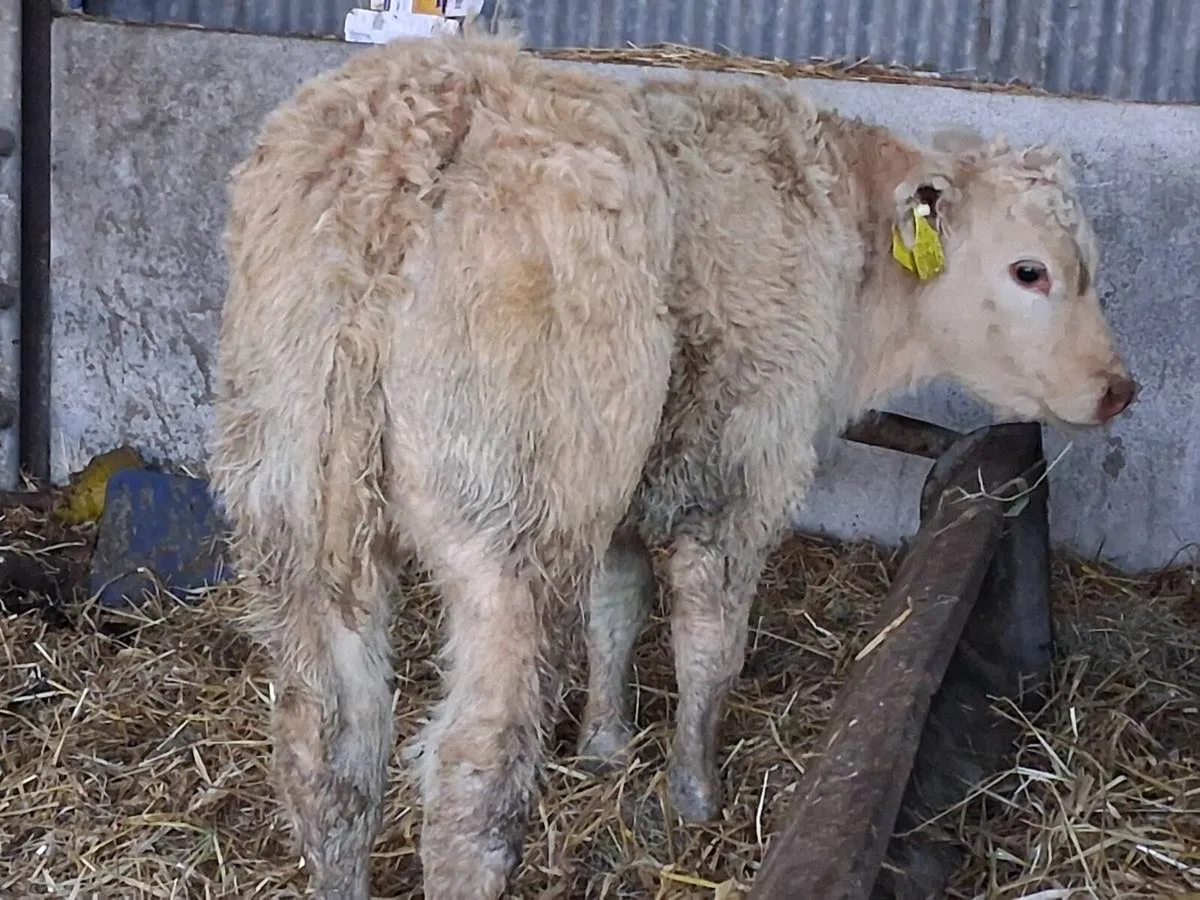 Show Quality Charolais Heifer Calf - Image 3
