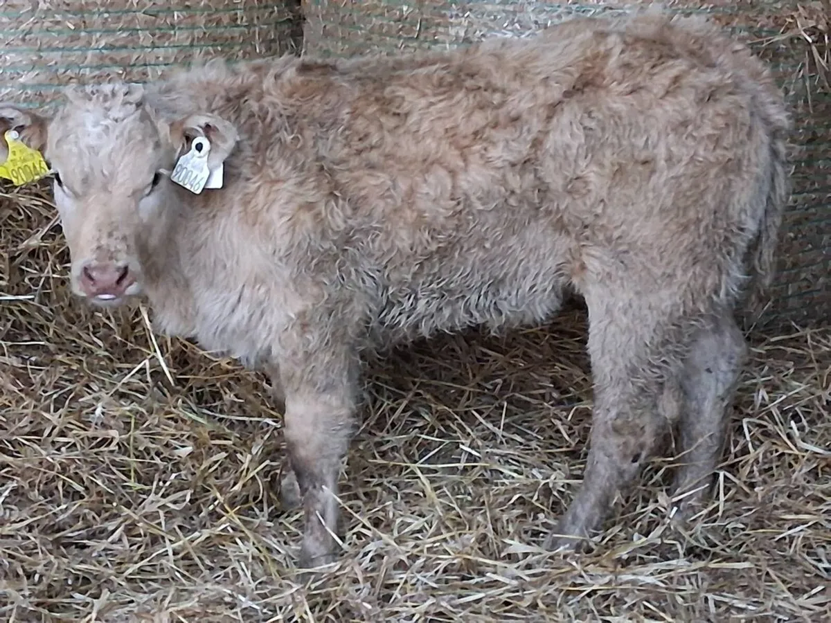 Show Quality Charolais Heifer Calf - Image 4