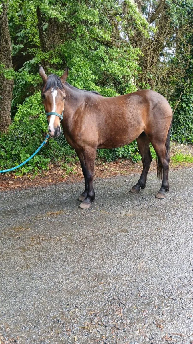 Half bred mare - Image 4