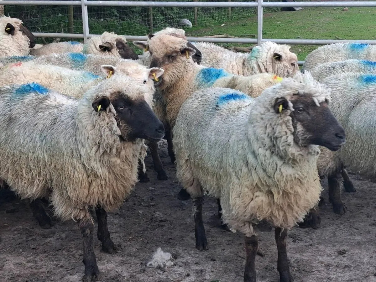 20 Ewe Hoggets - Image 1
