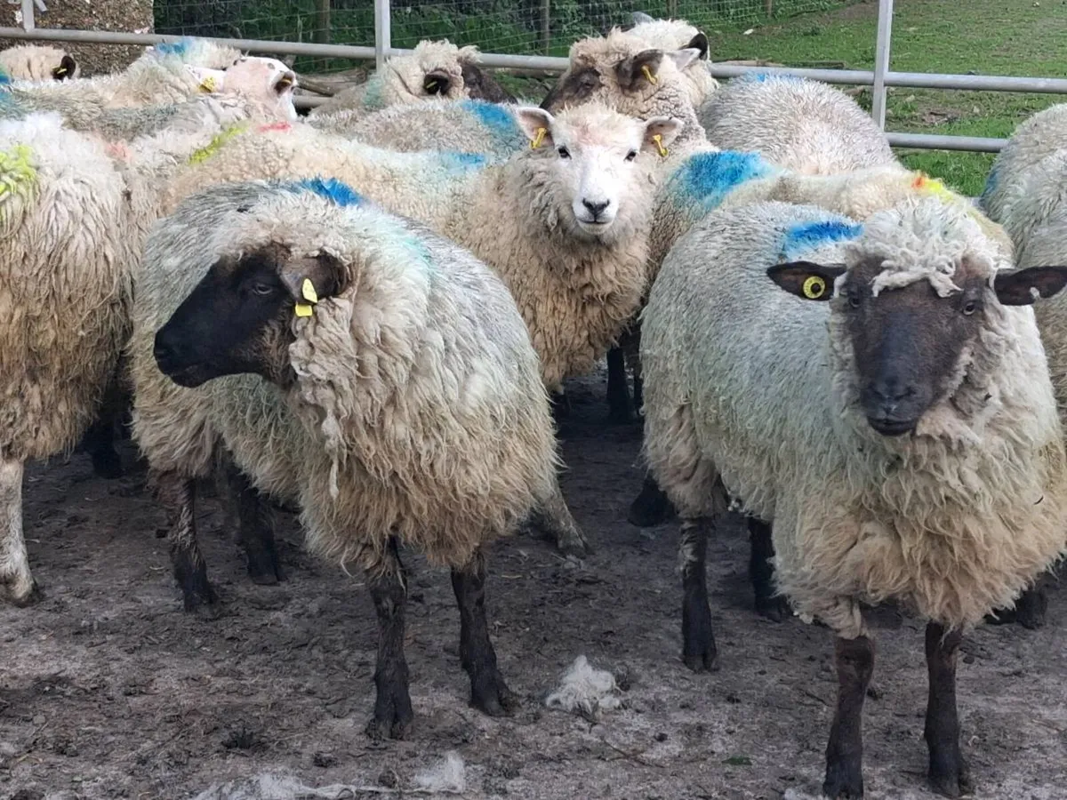 20 Ewe Hoggets - Image 2