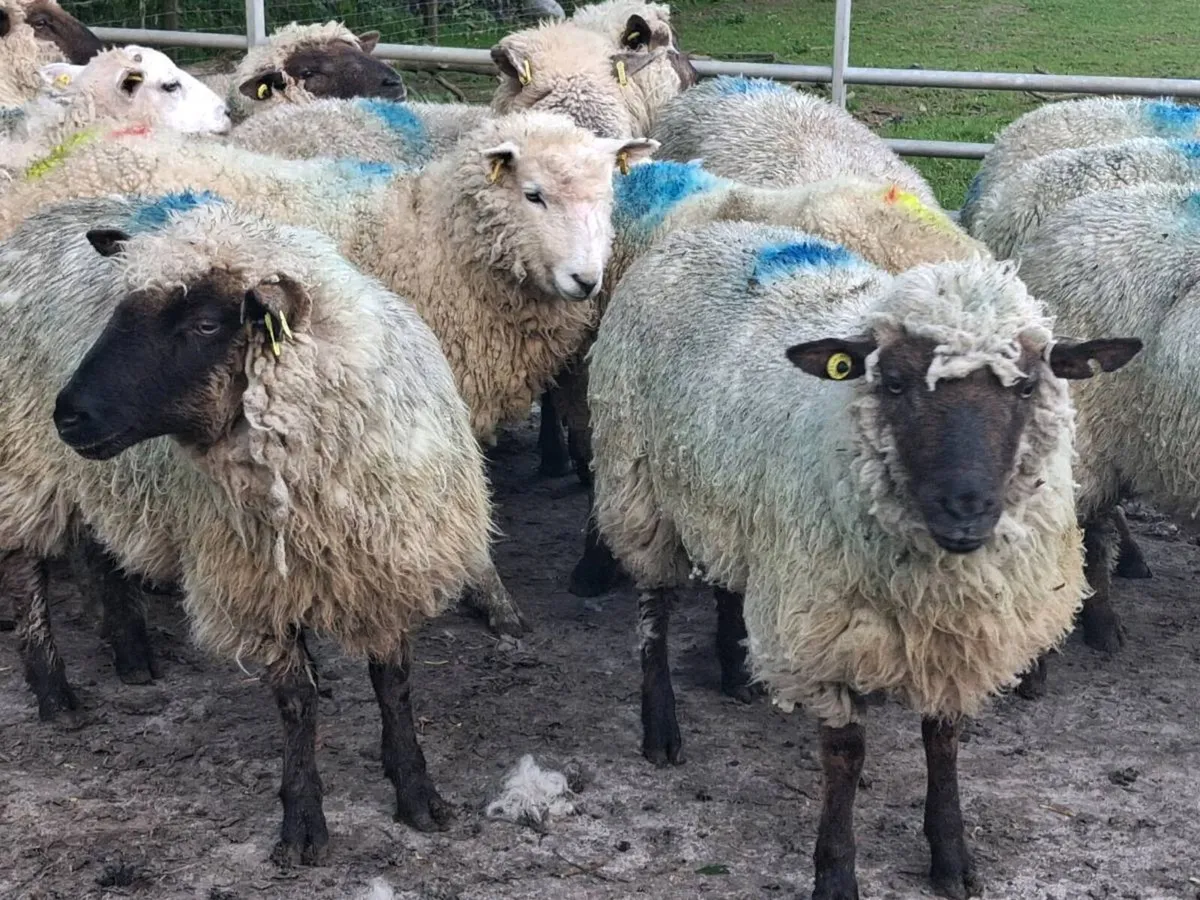 20 Ewe Hoggets - Image 3