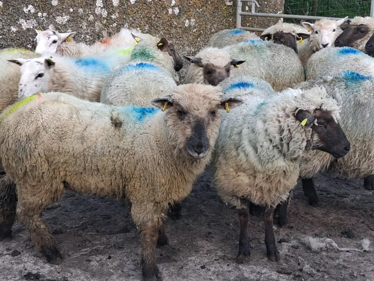 20 Ewe Hoggets - Image 4