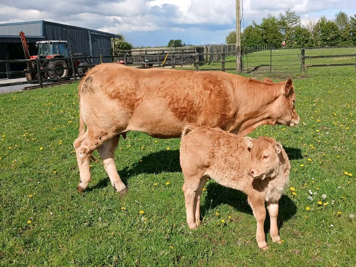 First calver - Image 1