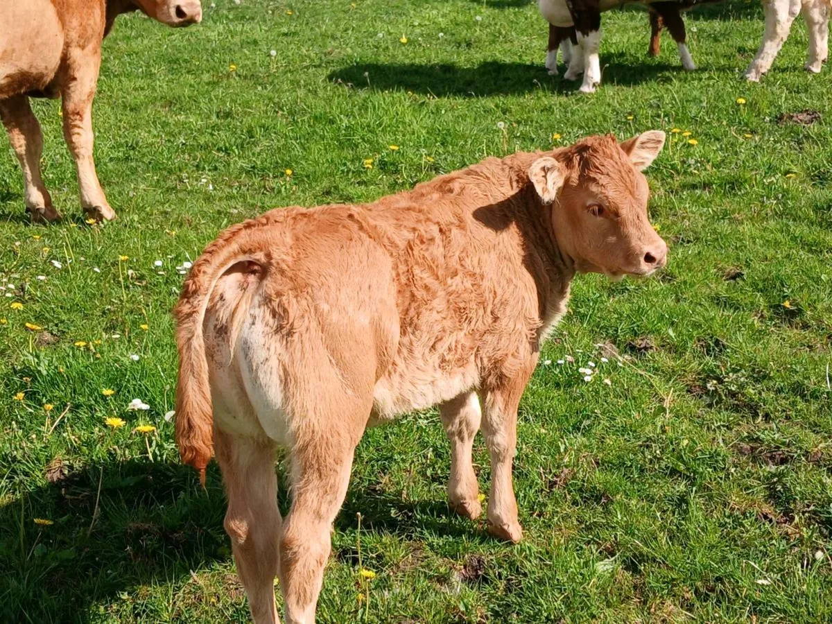First calver - Image 2