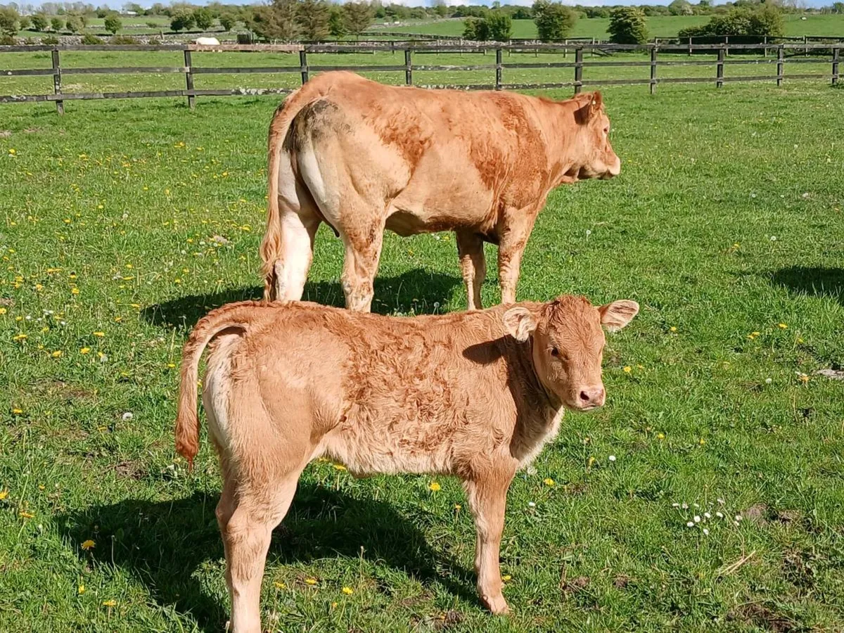 First calver - Image 3