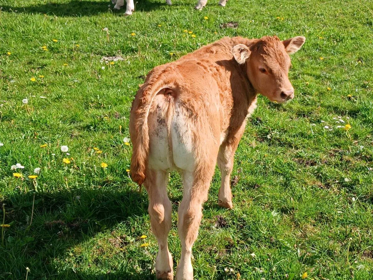 First calver - Image 4